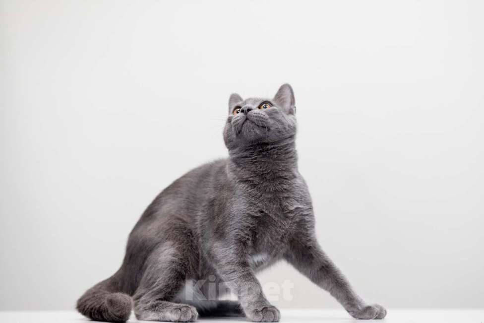 Кошки в Москве: Трюфель Мальчик, Бесплатно - фото 2