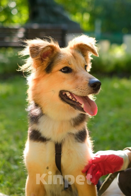 Собаки в Санкт-Петербурге: Собака из приюта: пушистая Келли Девочка, Бесплатно - фото 3