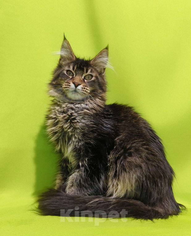 Кошки в Москве: Котенок Мейн-Кун Мальчик Мальчик, 50 000 руб. - фото 4