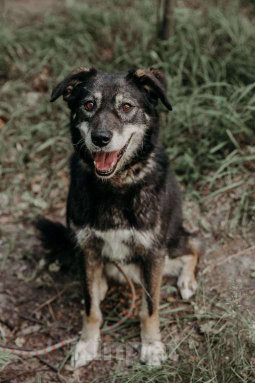 Собаки в Москве: Лея Девочка, Бесплатно - фото 12