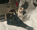 Собаки в других городах Московской области: Отдаем в добрые руки Мальчик, Бесплатно - фото 3