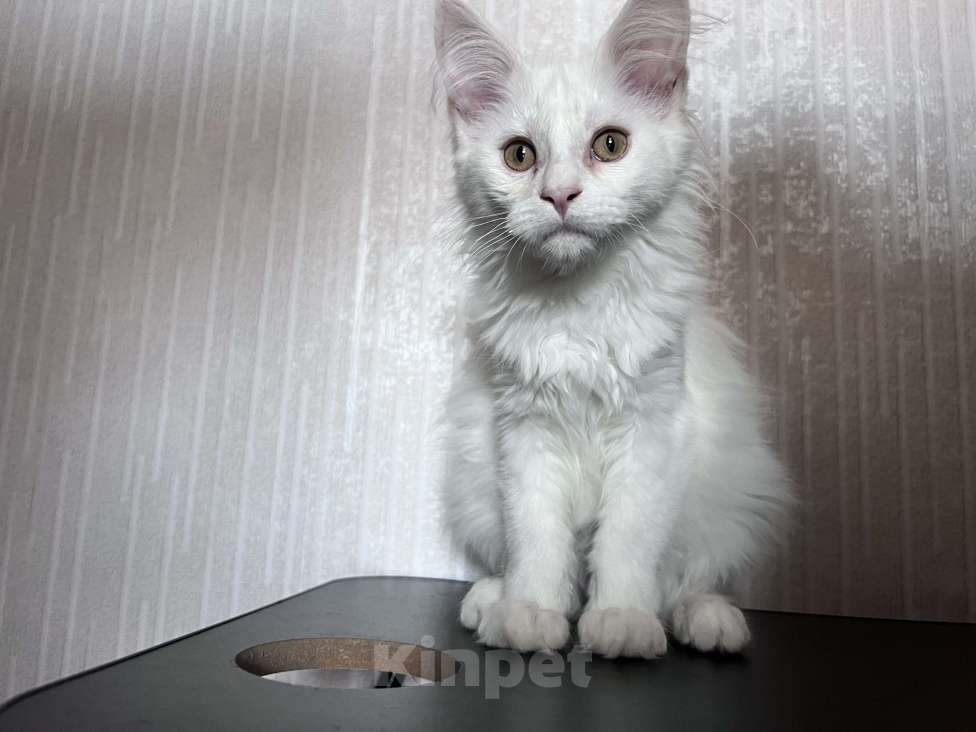 Кошки в Троицке: Продам котенка мейн-кун Мальчик, 18 000 руб. - фото 4