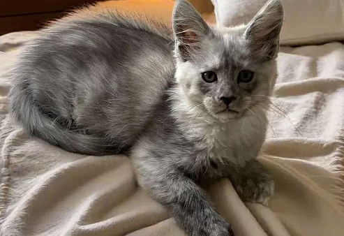 Пушистый ангел для вашего новогоднего настроения