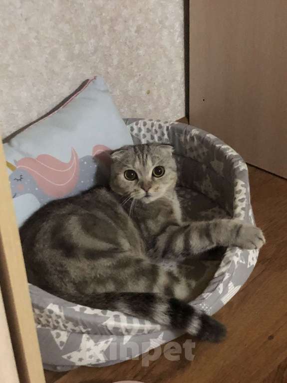 Кошки в Астрахани: Пропала кошечка Флора Девочка, 1 000 руб. - фото 3