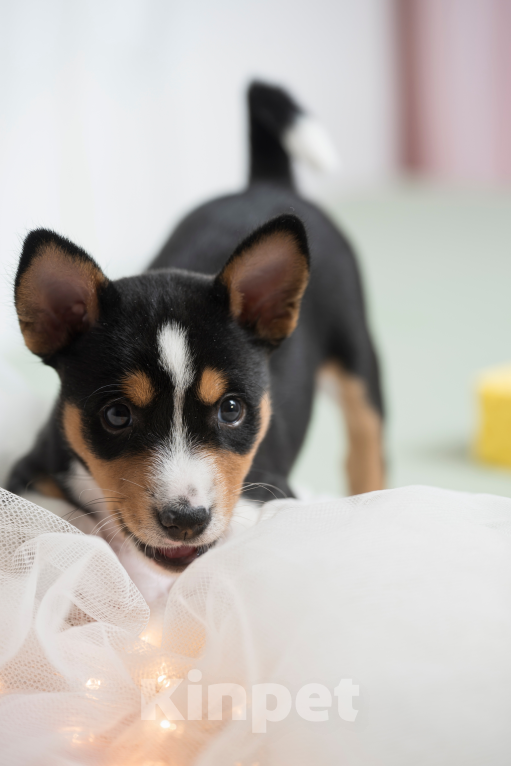 Собаки в Санкт-Петербурге: Щенок басенджи триколор 2 мес -мальчик Мальчик, 95 000 руб. - фото 9