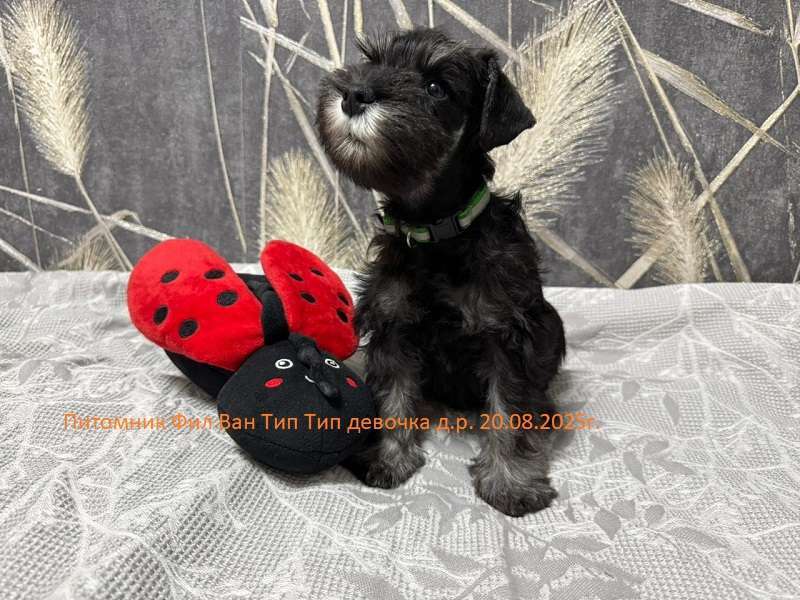 Собаки в Москве: Щенок Цвершнауцера  девочка. Девочка, 70 руб. - фото 3