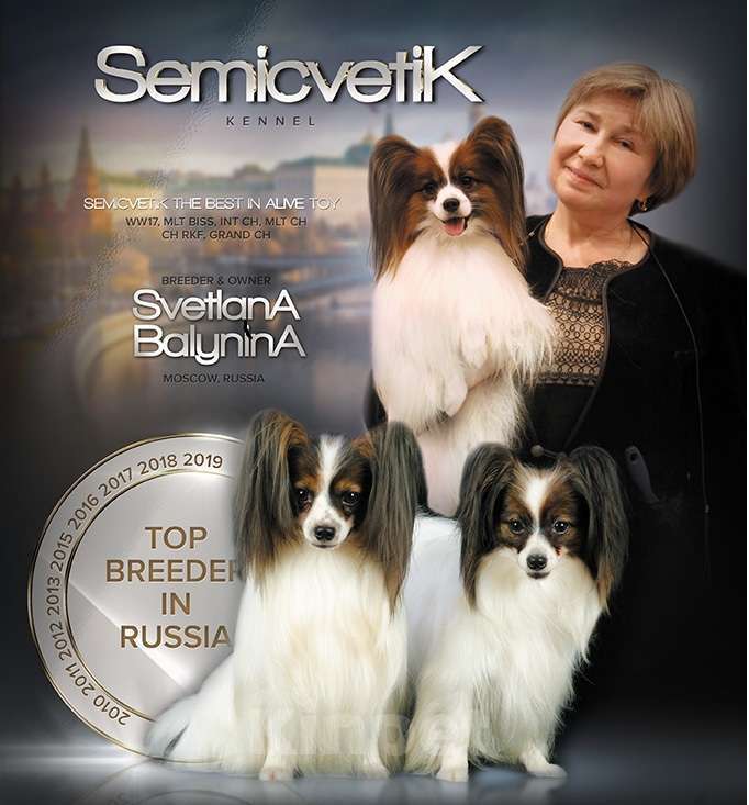 Собаки в Москве: щенки папийона и фалена Девочка, Бесплатно - фото 1