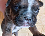 Собаки в Стерлитамаке: Французский бульдог щенки Девочка, 25 000 руб. - фото 4