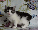 Кошки в Тюмени: КОТЯТ КУРИЛЬЧАТА, 25 000 руб. - фото 2