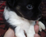 Собаки в Твери: Щенки Мальчик, 6 000 руб. - фото 2