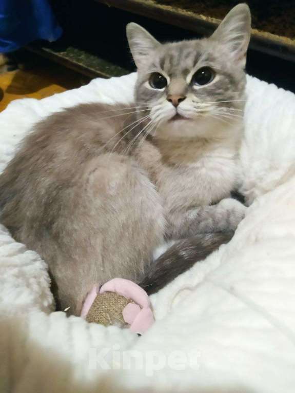Кошки в Видном: Дымка-малышка ищёт уютный дом Девочка, Бесплатно - фото 2