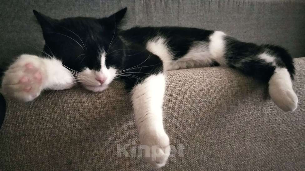 Кошки в Мурином: Кот в хорошие ркки Мальчик, 1 руб. - фото 5