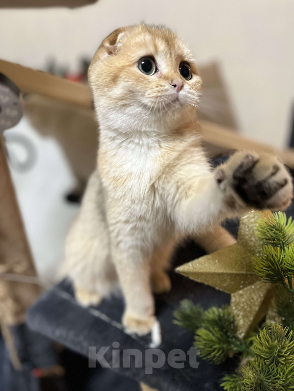 Кошки в Москве: Шотландский вислоухий котенок Девочка, 35 000 руб. - фото 1