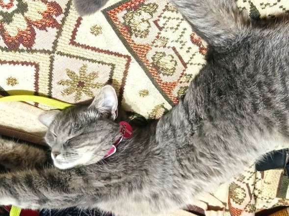 Кошки в Химках: Котята в добрые руки Девочка, 100 руб. - фото 2