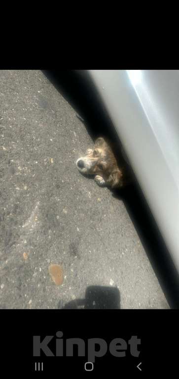 Собаки в Махачкале: Пропала собака. В махачкале . 10т000. Девочка, 10 000 руб. - фото 4