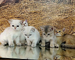 Кошки в других городах Краснодарского края: Шотландские котята Разнополые, 12 000 руб. - фото 5