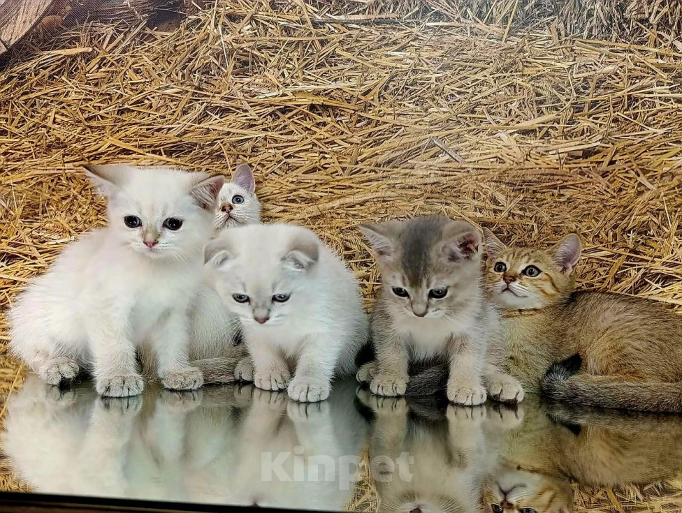 Кошки в других городах Краснодарского края: Шотландские котята Разнополые, 12 000 руб. - фото 5