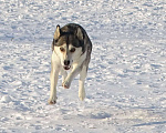 Собаки в Красногорске: Мама Кира Девочка, Бесплатно - фото 6