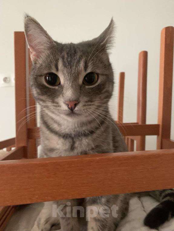 Кошки в Москве: малышка Алиска ищет дом Девочка, Бесплатно - фото 5