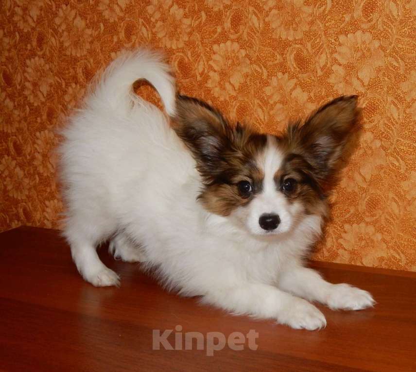 Собаки в Санкт-Петербурге: папийон щенок Мальчик, Бесплатно - фото 2