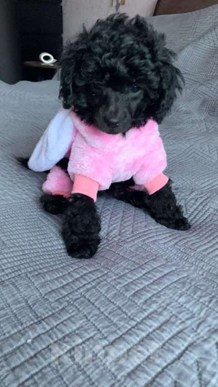 Собаки в Березовском: Девочка Девочка, 60 000 руб. - фото 1