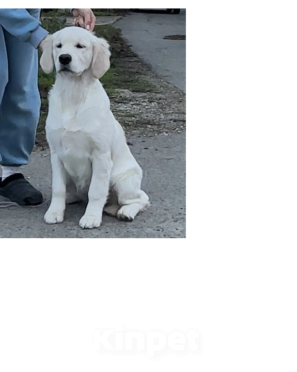 Собаки в Краснодаре: Подрощенные щенки золотистого ретривера Девочка, 90 000 руб. - фото 1