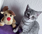Кошки в Краснодаре: Котик Шотландский Прямоухий Мальчик, 2 000 руб. - фото 3
