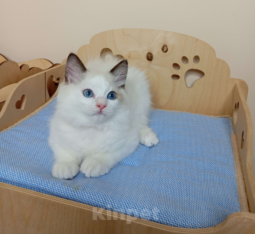 Кошки в Москве: Maximilian SergioMagicHouse Мальчик, 30 000 руб. - фото 9