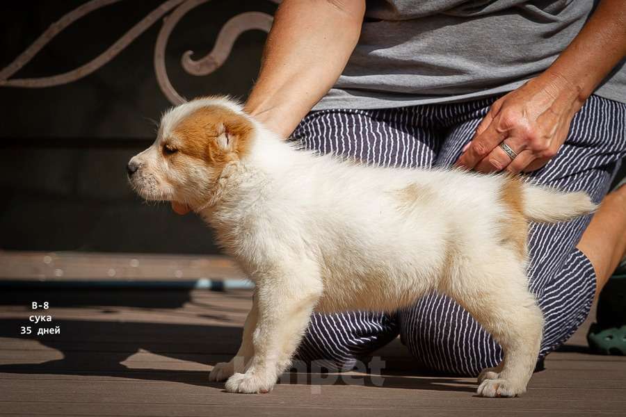 Собаки в Москве: Среднеазиатская овчарка (алабай) Девочка, 40 000 руб. - фото 1