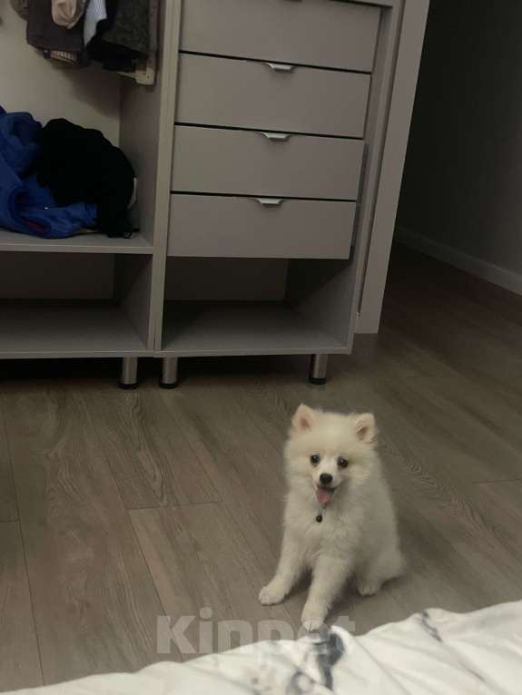 Собаки в Краснодаре: Помереканский шпиц  Мальчик, 25 000 руб. - фото 2