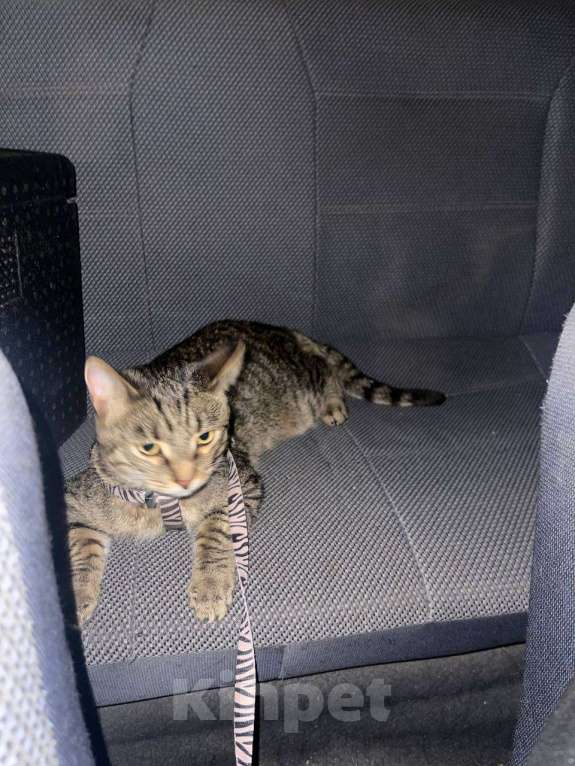 Кошки в Ульяновске: Отдам в добрый руки, двух милых мальчиков) Мальчик, 100 руб. - фото 3