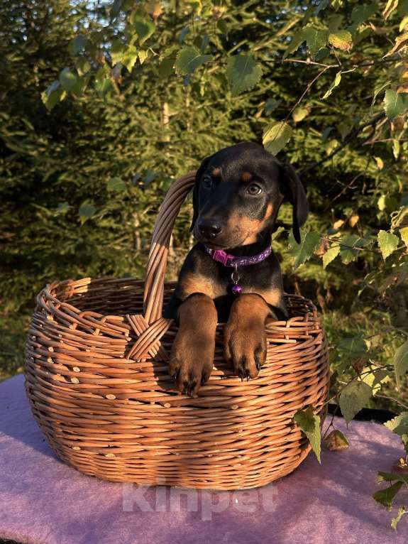 Собаки в Санкт-Петербурге: Щенок Добермана  Девочка, 35 000 руб. - фото 4