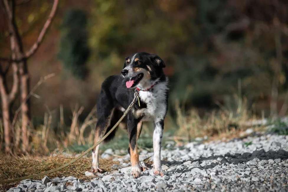 Собаки в других городах Краснодарского края: Метис зенненхунда в дар чипирован с доставкой Мальчик, Бесплатно - фото 3