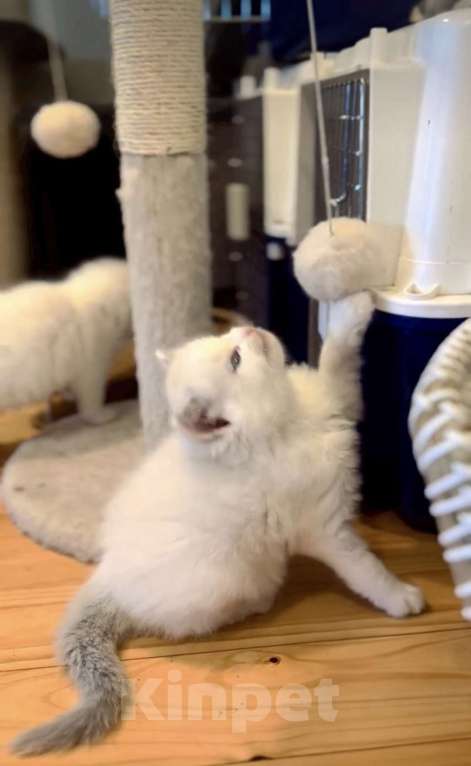 Кошки в Санкт-Петербурге: Милейший котёнок Рэгдолл Мальчик, 95 руб. - фото 2