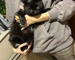 Кошки в Москве: Найдена черная кошка Девочка, 1 руб. - фото 2