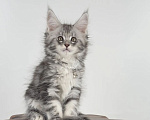Кошки в Тюмени: Котенок мейн-кун девочка Девочка, 55 000 руб. - фото 4