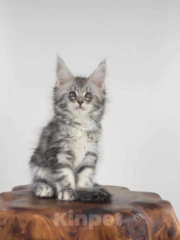 Кошки в Тюмени: Котенок мейн-кун девочка Девочка, 55 000 руб. - фото 4