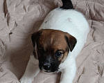 Собаки в Москве: Джек Рассел терьер Мальчик, 27 000 руб. - фото 3