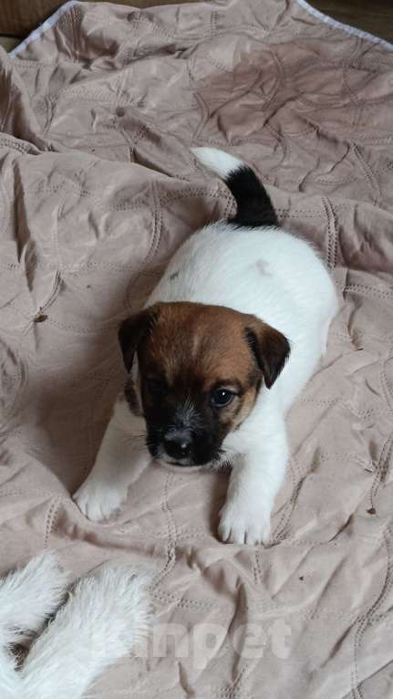 Собаки в Москве: Джек Рассел терьер Мальчик, 27 000 руб. - фото 3