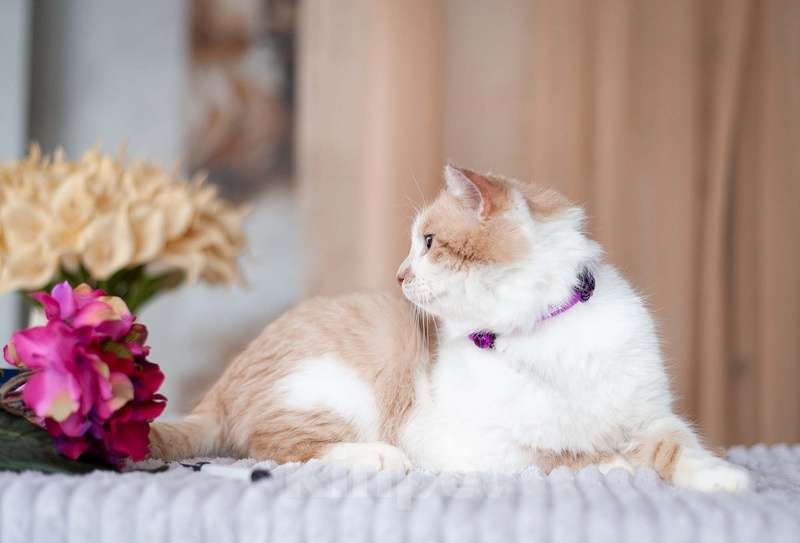 Кошки в Москве: Рыжий британец Хьюго в добрые руки Мальчик, Бесплатно - фото 2