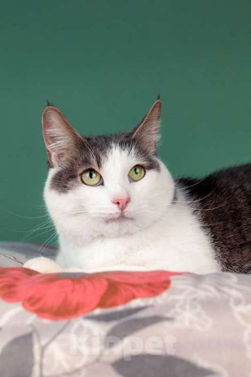 Кошки в Москве: Ласковый кот Масяня с кисточками на ушах и искренней улыбкой Мальчик, Бесплатно - фото 6