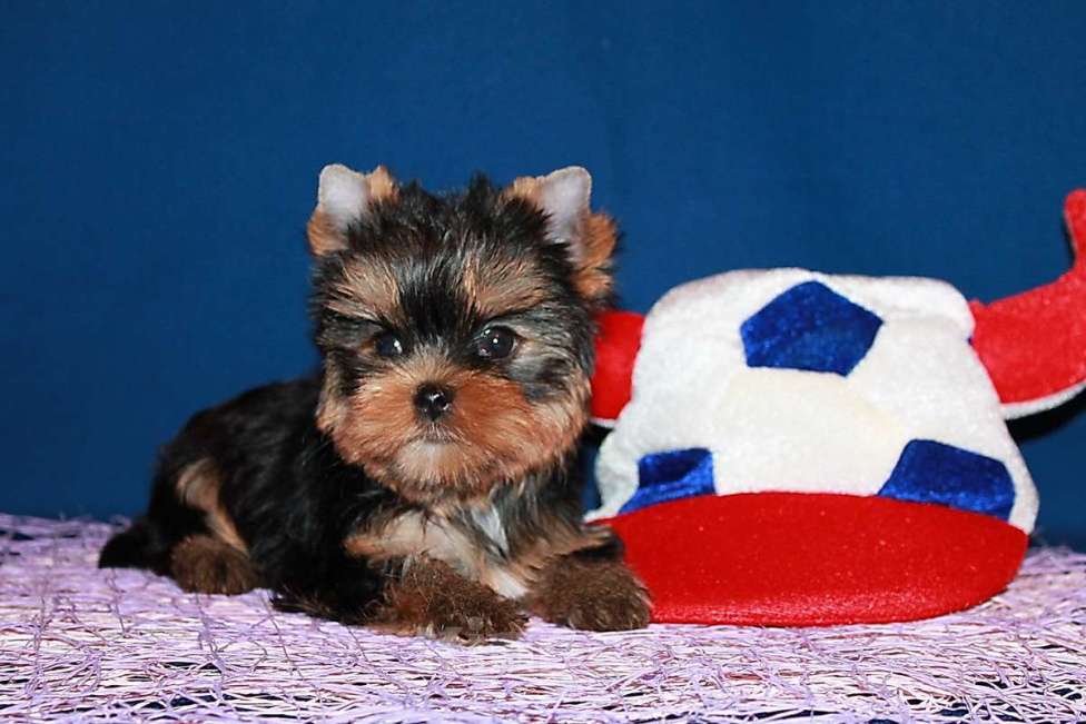 Собаки в Москве: Мальчик, мелкий стандарт, Блейк. Мальчик, 80 000 руб. - фото 2