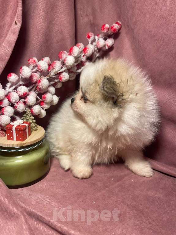 Собаки в Москве: Померанский шпиц мальчик  Мальчик, 22 000 руб. - фото 7