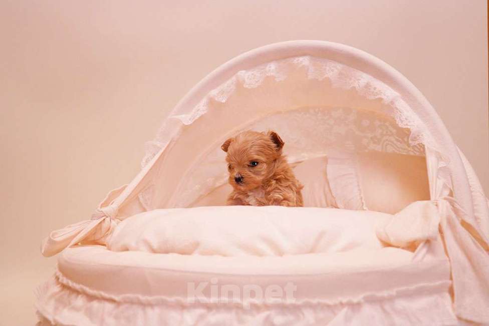 Собаки в Москве: Мальтипу микро девочка  Девочка, 250 000 руб. - фото 3