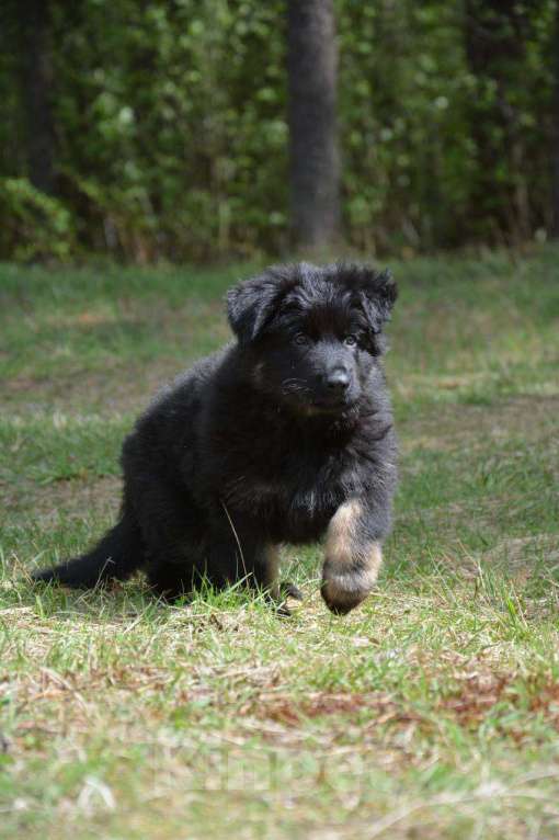 Собаки в Балашихе: Щенок немецкой овчарки РКФ Мальчик, 40 000 руб. - фото 7