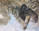 Кошки в Костроме: Котятки в добрые руки Разнополые, Бесплатно - фото 2