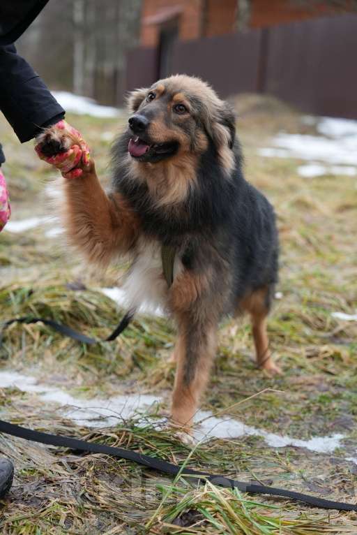 Собаки в других городах Московской области: Очаровательный Лео ищет любящих хозяев! Мальчик, Бесплатно - фото 3