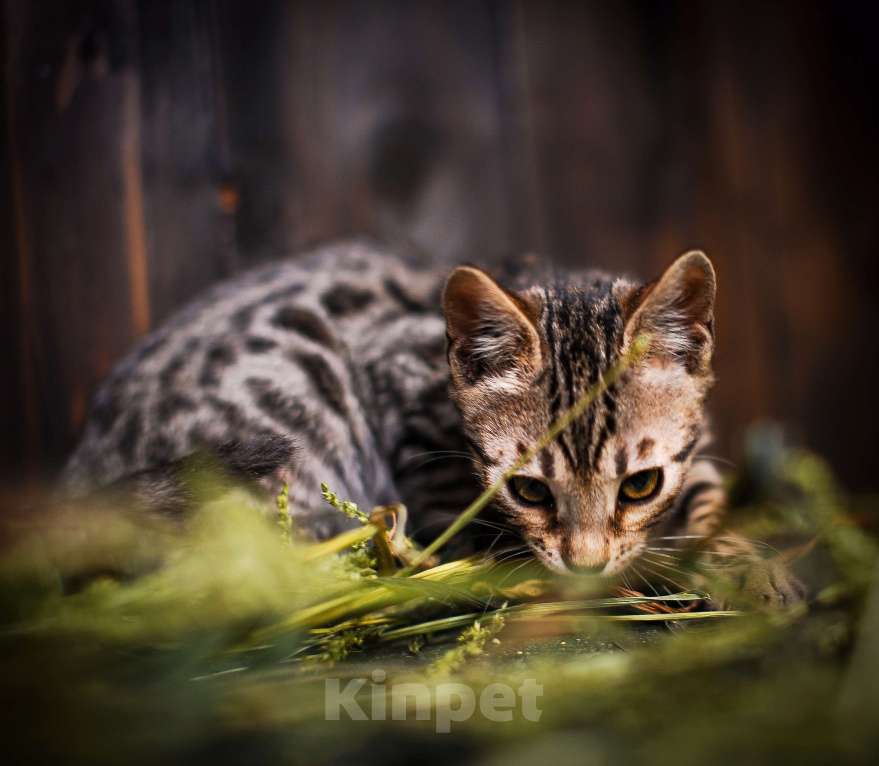 Кошки в Москве: Бенгальский котенок золото Мальчик, Бесплатно - фото 7