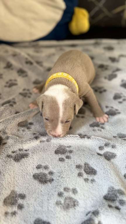 Собаки в Санкт-Петербурге: Девочка 🩷 Девочка, 40 000 руб. - фото 8