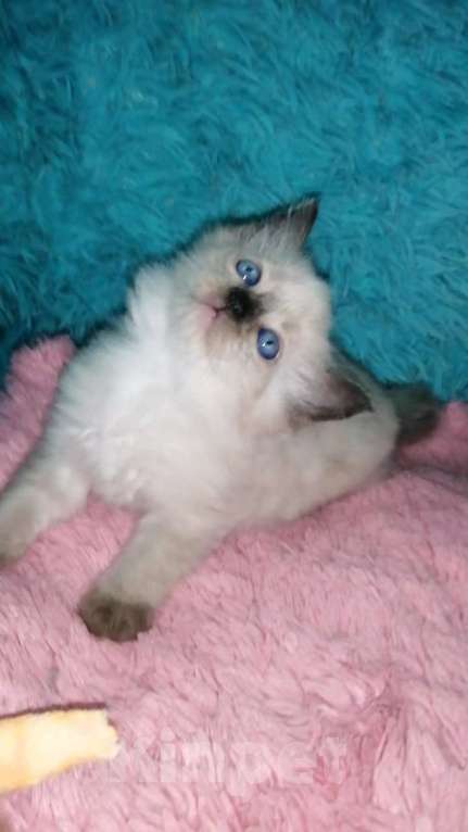 Кошки в Москве: Шотландские котята хайленд Мальчик, 10 000 руб. - фото 10